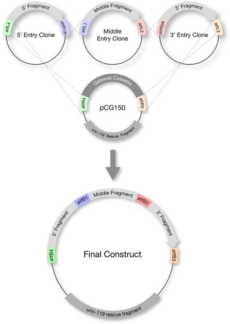 Transgenic solutions for the germline