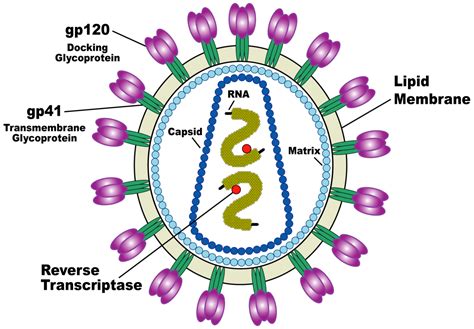 Feline Immunodeficiency Virus (FIV): Symptoms, Prevention, and More ...