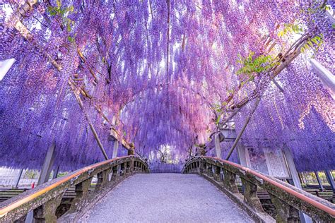 Superb purple view, Wisteria flowers are in full bloom: Ashikaga Flower ...