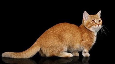 Dwarf Cats: Everything You Need To Know About Feline Dwarfism - CatTime