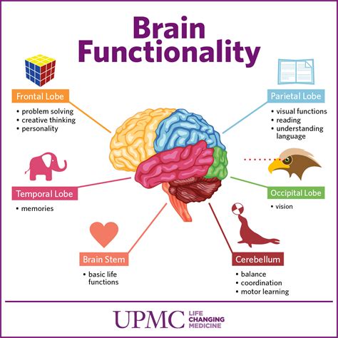 How my brain works?