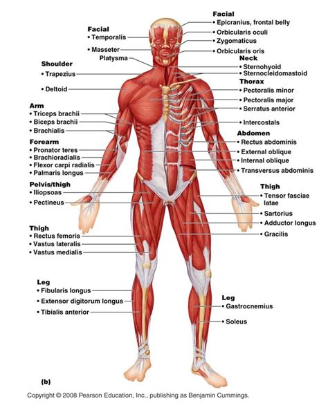 Labeled Muscles of the Lower Leg