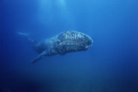 Gray whale | Animals | Monterey Bay Aquarium