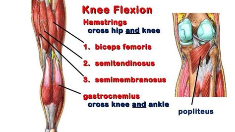 Image result for flexors of the knee | Knee, Hamstrings, Biceps