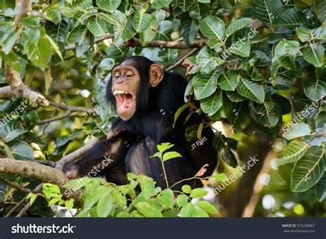 820 Chimp Laugh Images, Stock Photos & Vectors | Shutterstock