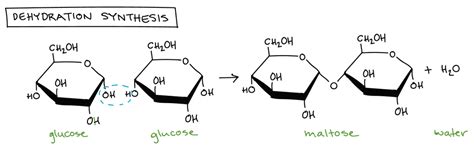 Science Extension Dehydration synthesis Diagram | Quizlet