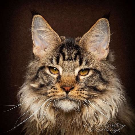 30 Majestic Pictures of Maine Coon Cats by Robert Sijka