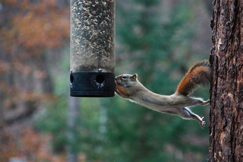 Why you shouldn't feed wild animals (except maybe birds)