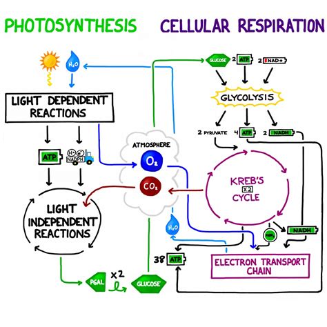 Comparison of Photosynthesis and Respiration Processes. Note the ...