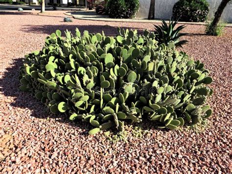 Xeriscape yard, Arizona stock photo. Image of retirement - 148462766