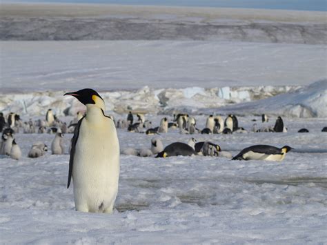 ESA - Discovering new penguin colonies from space