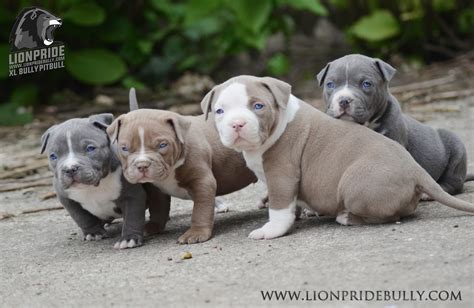 Chiot puppy puppies American bully XL XXL Bully Pitbull France Belgique ...