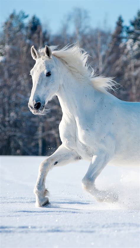 Details 67+ white horse wallpaper - in.cdgdbentre