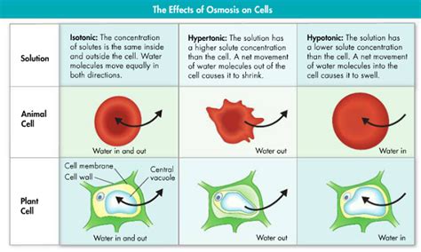 Osmosis in Plant Cells - MarvinoiPrice