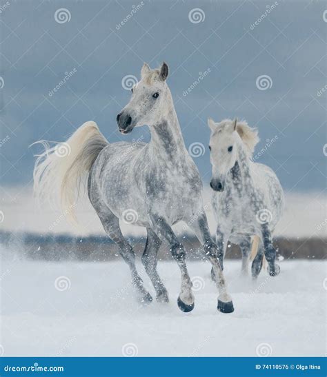 Two White Horses Running Free in the Snow Stock Photo - Image of grey ...