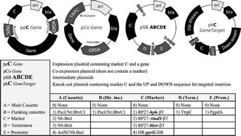 Plasmid Types