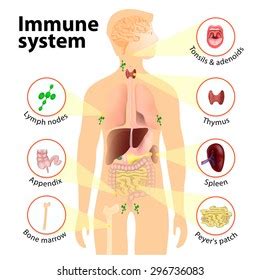 Immune System Photos and Images & Pictures | Shutterstock