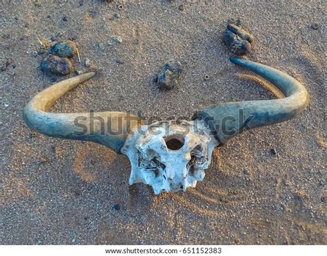 African Horns Stock Photo 651152383 | Shutterstock