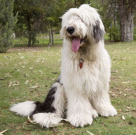 We Admit It — We're Envious of These Long-Haired Dog Breeds | English ...