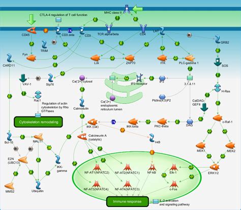 Immune response - T cell receptor signaling pathway Pathway Map ...