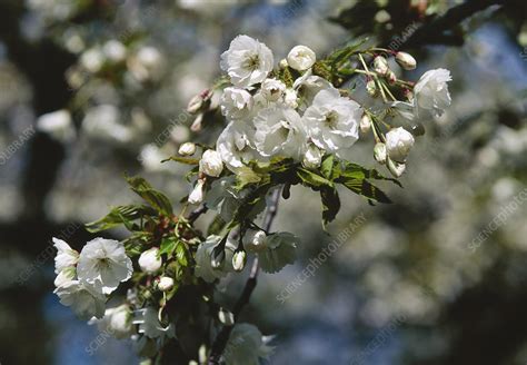 Prunus Shirotae - Stock Image - B830/1497 - Science Photo Library