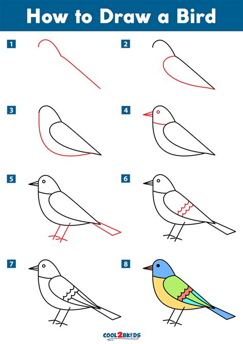 How to Draw a Bird - Cool2bKids