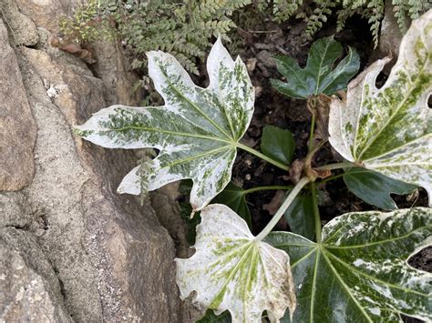 Fatsia japonica 'Spider's Web' — BBC Gardeners' World Magazine