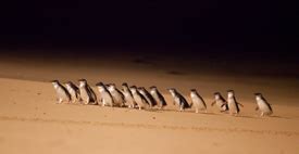 Penguin Parade on Phillip Island - Australian Science