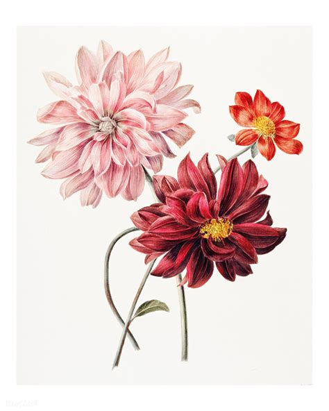 Stunning Vintage Illustration of Colorful Dahlias