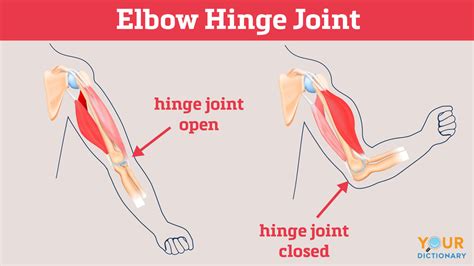 Hinge Joint Model