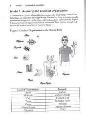 Understanding Anatomy: Levels of Organization in the Human Body ...