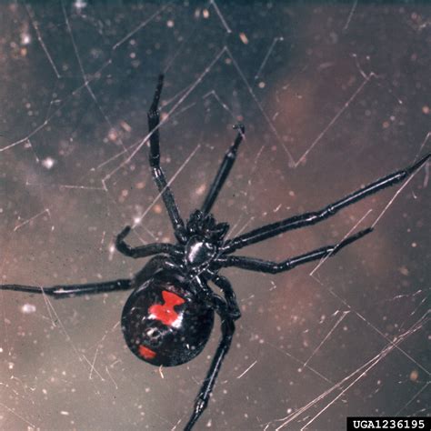 black widow spider (Latrodectus mactans (Fabricius))