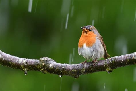 Birds Playing in Rain - Natural sound of Rain And Birds, Beautiful ...