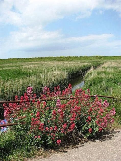 50 RED JUPITER'S BEARD Valerian Keys of Heaven Centranthus | Etsy ...