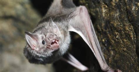 Vampire Bat Teeth: Everything You Need To Know - A-Z Animals