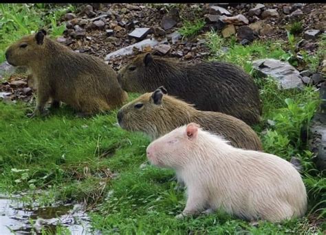 🔥Albino capybara : r/NatureIsFuckingLit