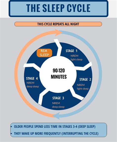 Sleep Cycle Stages Diagram