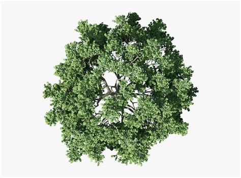 an overhead view of a tree with green leaves and branches in the center ...