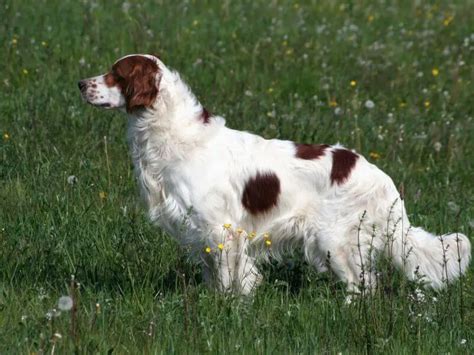 Irish Red and White Setter: Complete Dog Breed Guide