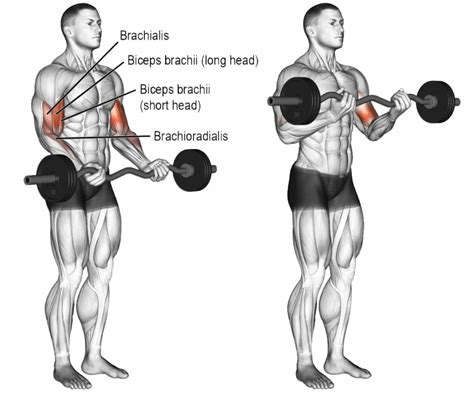 Close Grip Barbell Curl: Muscles Worked, Benefits & Alternatives