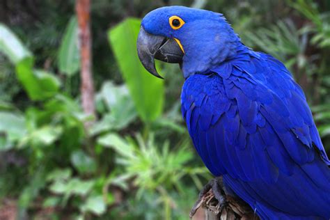 Is the Blue Macaw Extinct? Not Yet! - Earth.com - Earthpedia