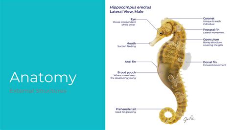 Seahorse Reproduction – Jack Nelson