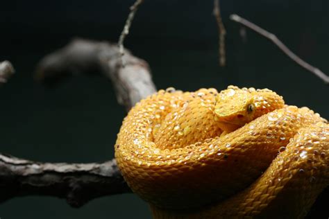 Snake Profile: Eyelash Viper (7 Must See Pictures)