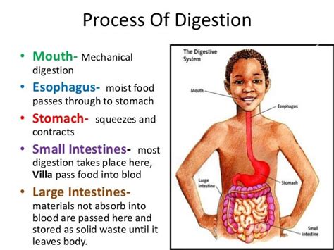 The Glorious Gastrointestinal System: Digestion process