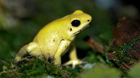 Golden Poison Frog