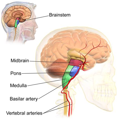 The is the Lowest Part of the Brainstem and is Continuous With the ...