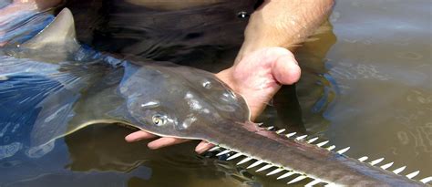 International Sawfish Day — Sawfish Conservation Society