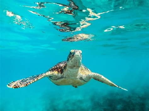 How You Can Help Protect Sea Turtles - Planet Home