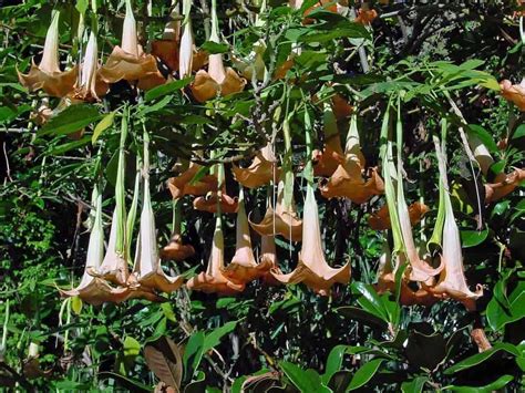 Growing Brugmansia: Learn Angel Trumpet Tree Care Tips [HOW TO] | Angel ...