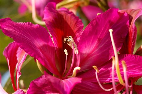 Bauhinia blakeana flower _ Pata-de-vaca | Taken on May 14, 2… | Flickr